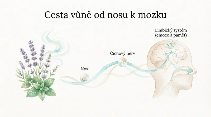 Infografika: cesta vůně od nosu přes čichový nerv do limbického systému