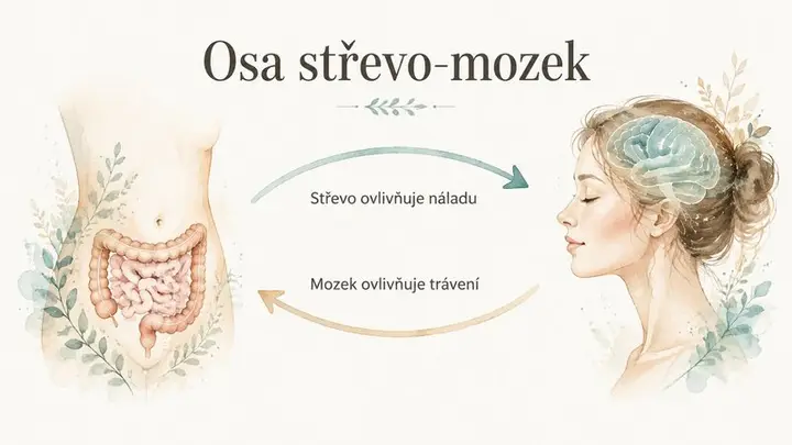 Infografika propojení střeva a mozku (osa střevo-mozek)