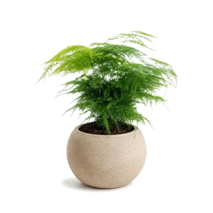 Kokedama s rostlinou Asparágus (Asparagus plumosus)