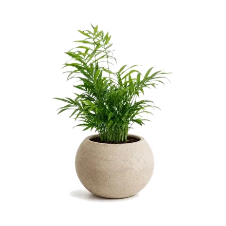 Kokedama s rostlinou Palma Chamaedorea (Chamaedorea elegans)