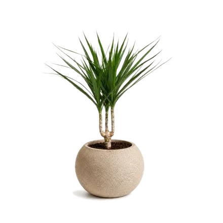 Kokedama s rostlinou Dracéna (Dracaena marginata)