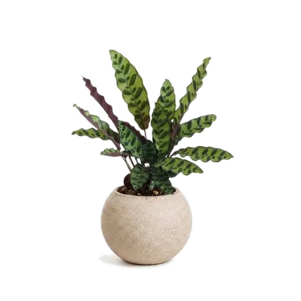 Kokedama s rostlinou Kalatea (Calathea lancifolia)