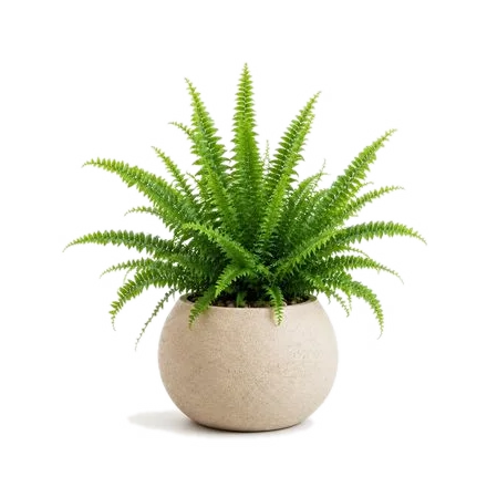 Kokedama s rostlinou Kapradina (Nephrolepis exaltata)