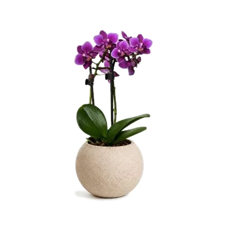 Kokedama s rostlinou Orchidej (Phalaenopsis)
